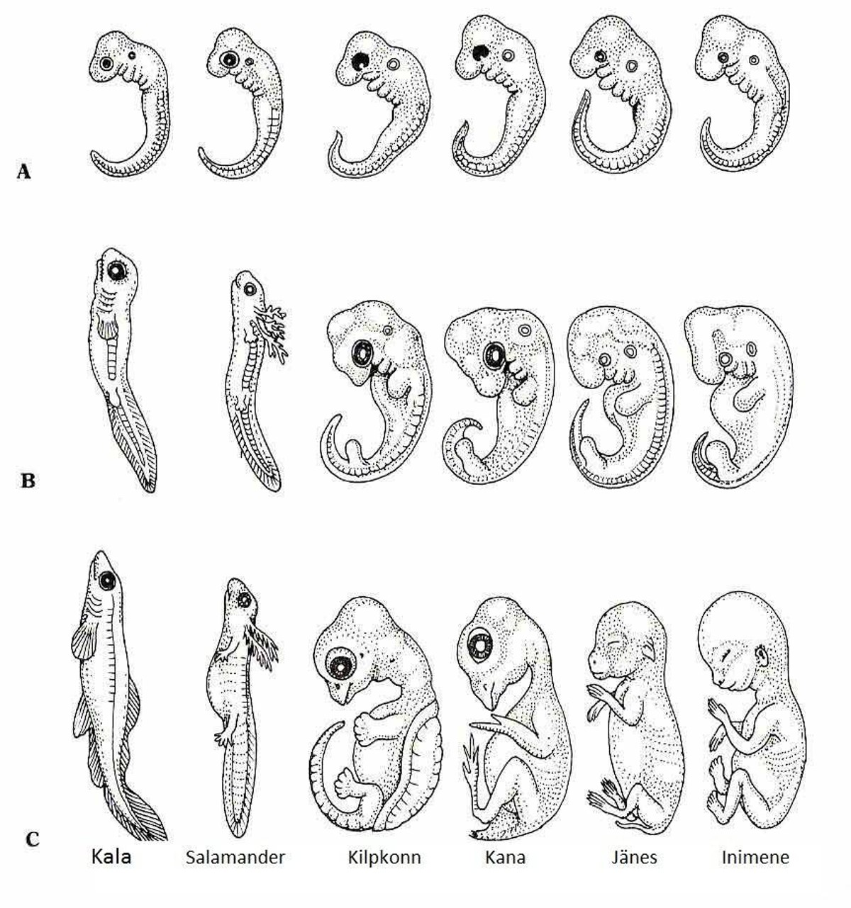 Наличие у зародыша человека. Эмбриология стадии развития эмбриона. Эмбриональное развитие зародышей позвоночных. Стадии развития зародыша человека биология. Эволюция эмбриона Геккель.